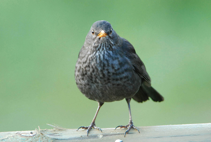 Avifauna humor